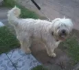 Pepi