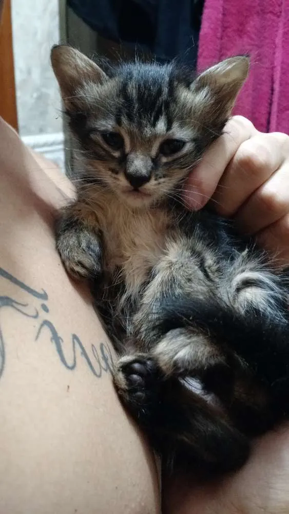 Gato ra a SRD idade Abaixo de 2 meses nome Dumbo