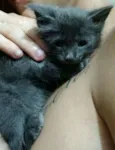 Dumbo