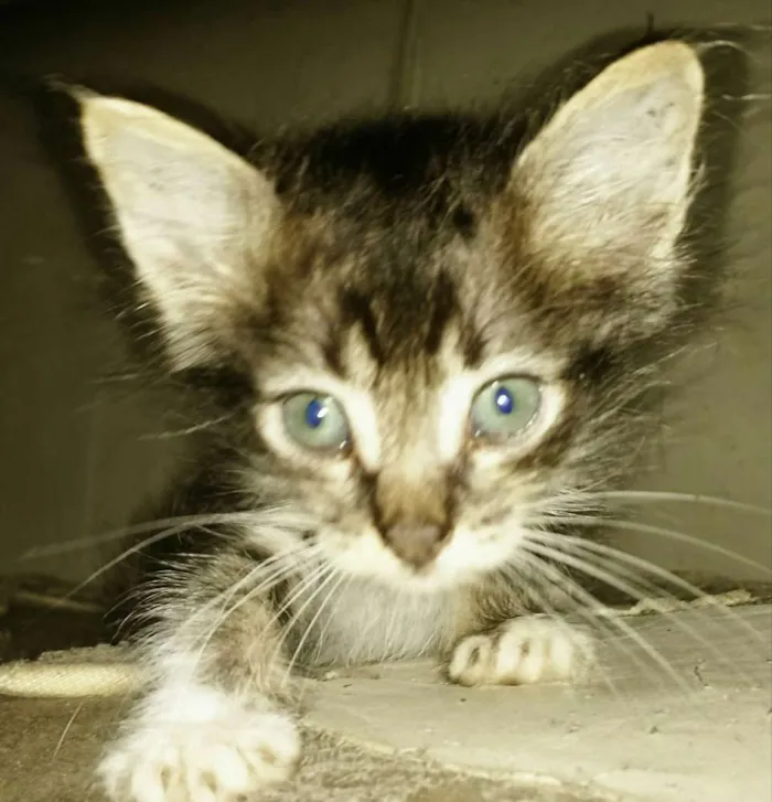 Gato ra a SRD idade Abaixo de 2 meses nome Dumbo