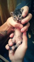 Dumbo