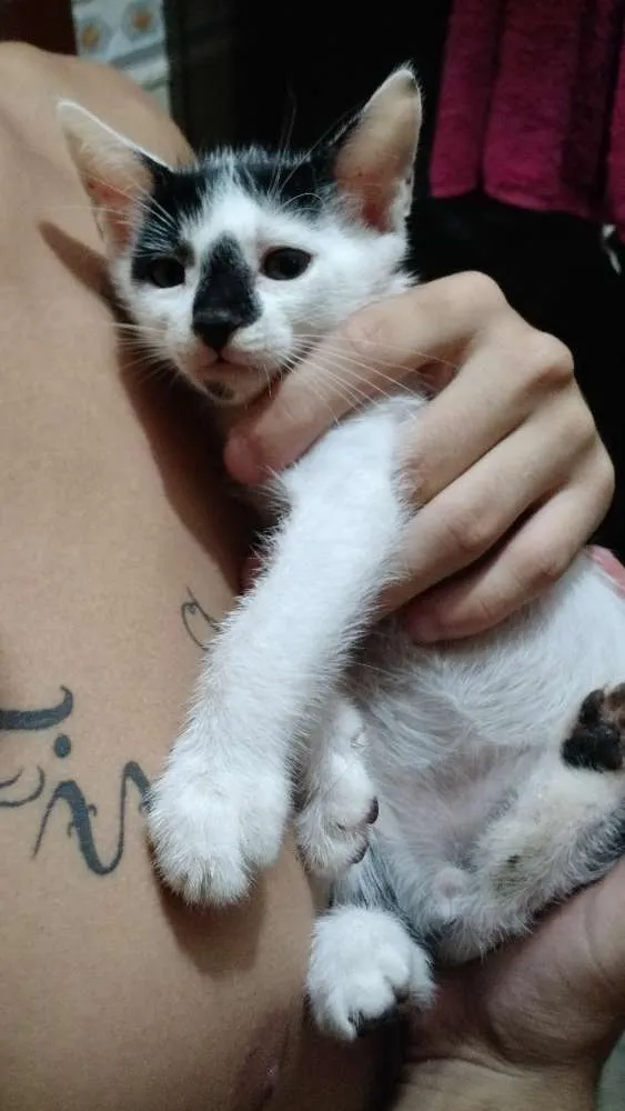 Gato ra a SRD idade Abaixo de 2 meses nome Dumbo