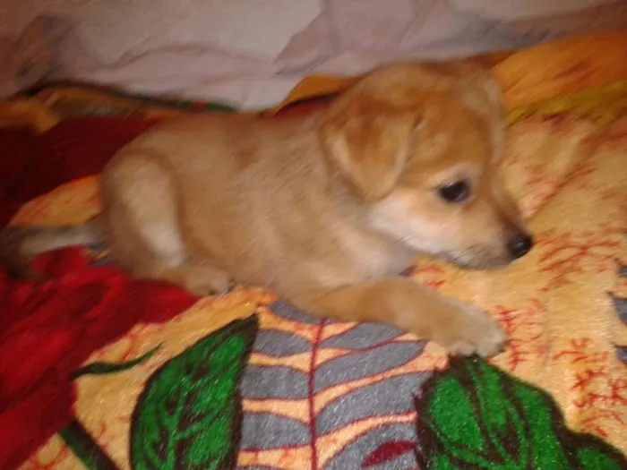 Cachorro ra a SRD idade 2 a 6 meses nome Pingo
