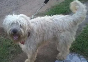 Cachorro raça Mestiço shepdog?????? idade 2 anos nome Pepi