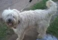 Pepi