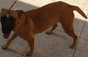 Cachorro raça Srd idade 1 ano nome Buba