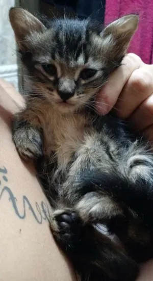 Gato raça SRD idade Abaixo de 2 meses nome Dumbo