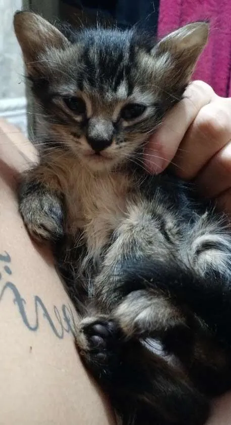 Gato ra a SRD idade Abaixo de 2 meses nome Dumbo