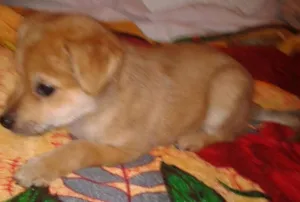 Cachorro raça SRD idade 2 a 6 meses nome Pingo