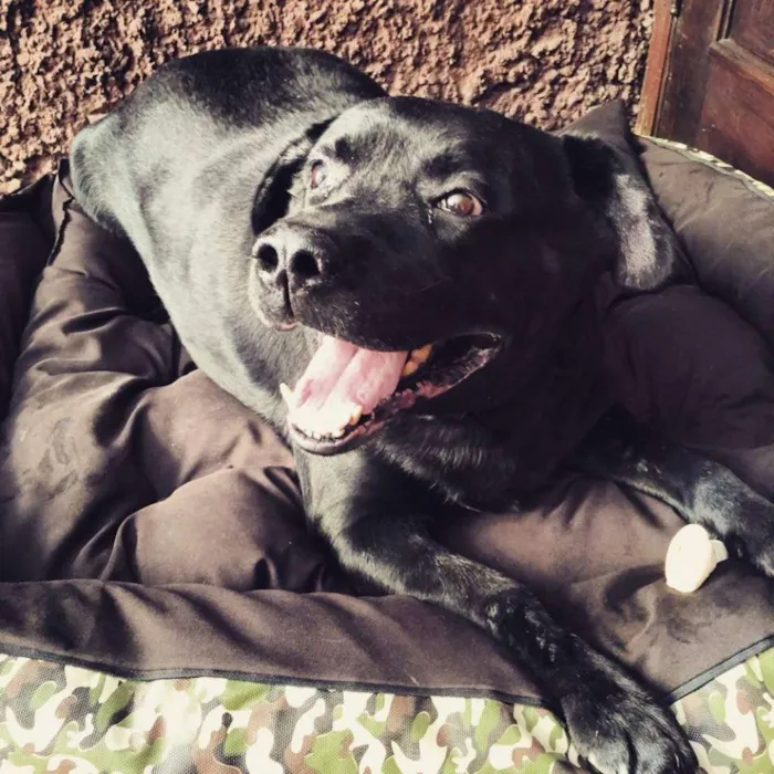 Cachorro ra a Labrador idade 4 anos nome negão