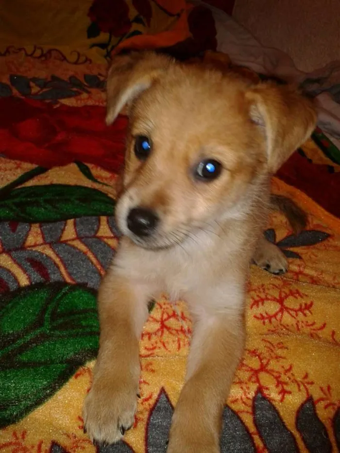 Cachorro ra a SRD idade 2 a 6 meses nome Pingo