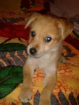 Pingo