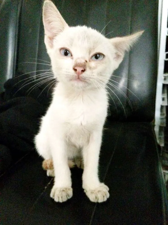 Gato ra a INDEFINIDA idade 2 a 6 meses nome SEM NOME