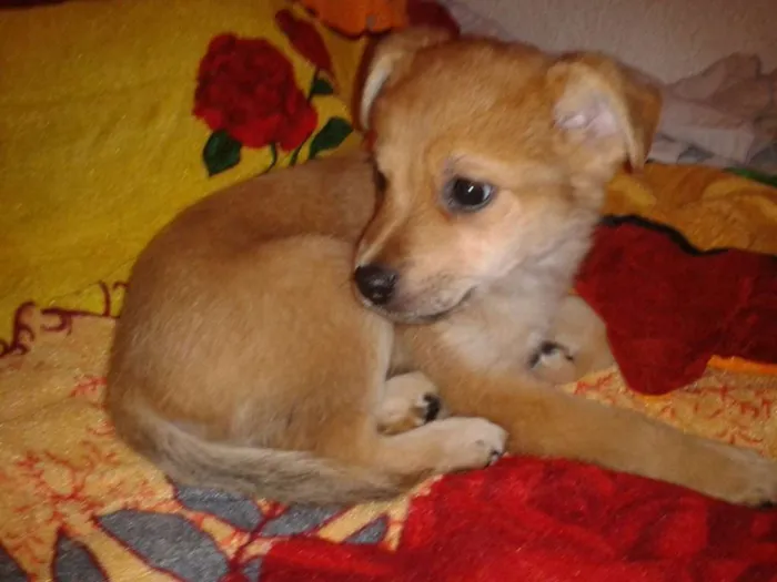 Cachorro ra a SRD idade 2 a 6 meses nome Pingo