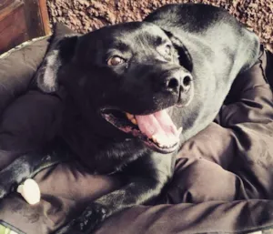 Cachorro raça Labrador idade 4 anos nome negão