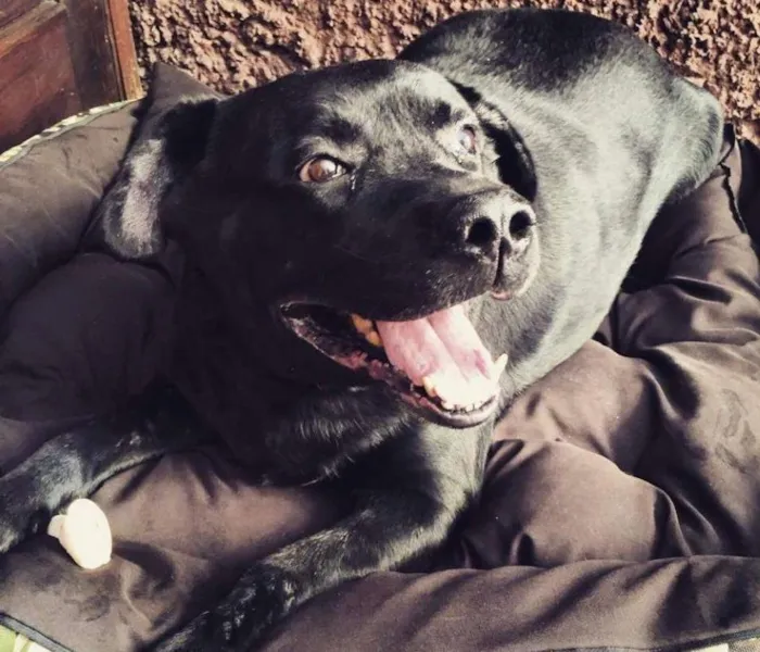 Cachorro ra a Labrador idade 4 anos nome negão