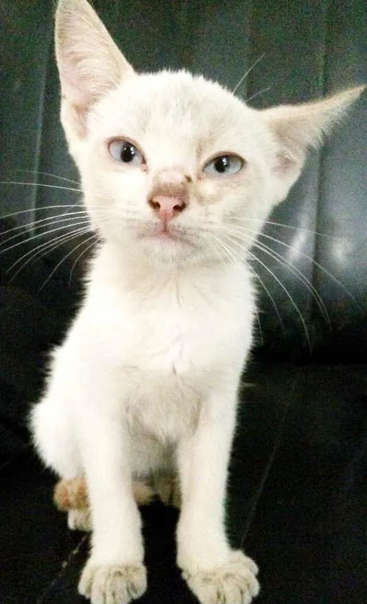 Gato ra a INDEFINIDA idade 2 a 6 meses nome SEM NOME