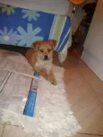 Pingo