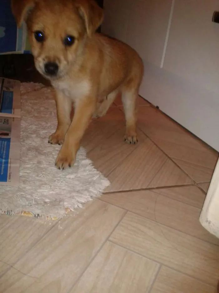 Cachorro ra a SRD idade 2 a 6 meses nome Pingo