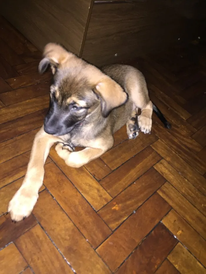Cachorro ra a Vira lata com hotwale idade 2 a 6 meses nome Scott
