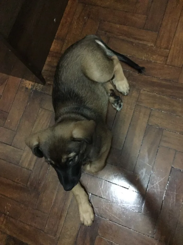 Cachorro ra a Vira lata com hotwale idade 2 a 6 meses nome Scott