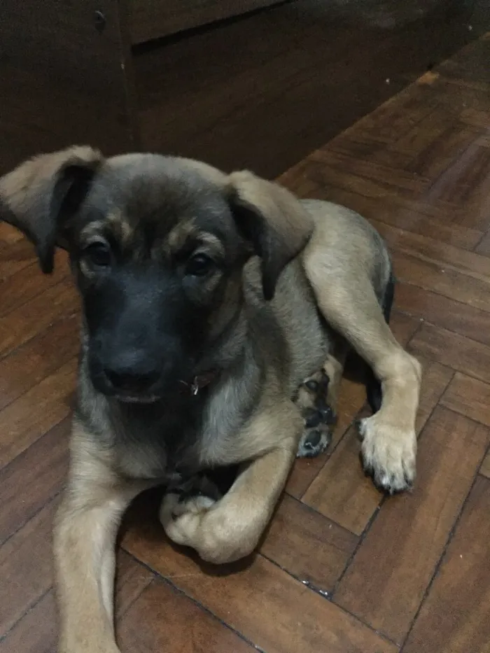 Cachorro ra a Vira lata com hotwale idade 2 a 6 meses nome Scott