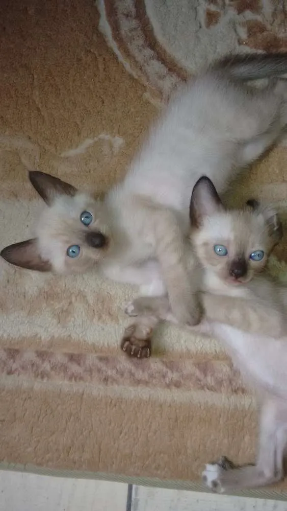 Gato ra a Mestiço de siamês idade Abaixo de 2 meses nome Fred