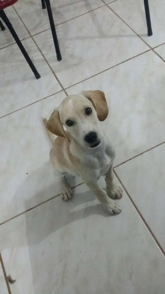 Cachorro ra a cocker  idade 2 a 6 meses nome Babi