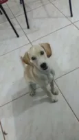 Babi