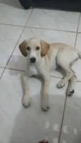 Babi