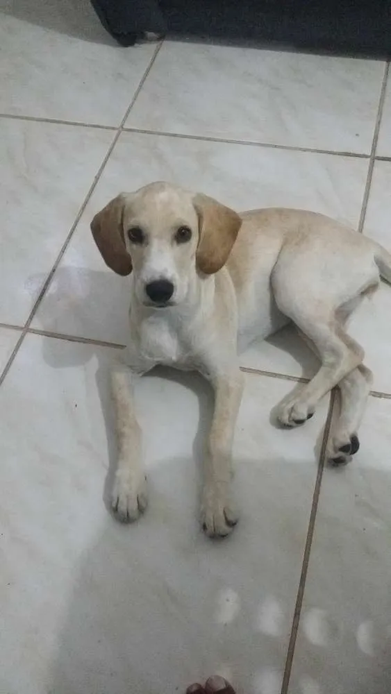 Cachorro ra a cocker  idade 2 a 6 meses nome Babi