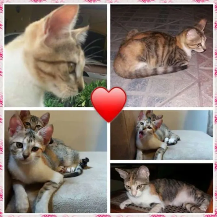 Gato ra a Indefinida idade 2 a 6 meses nome Sem nome