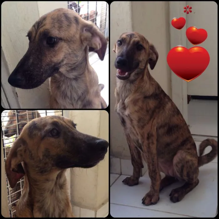 Cachorro ra a  idade 2 a 6 meses nome Emma