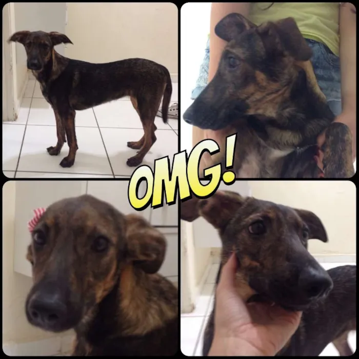 Cachorro ra a  idade 2 a 6 meses nome Lila