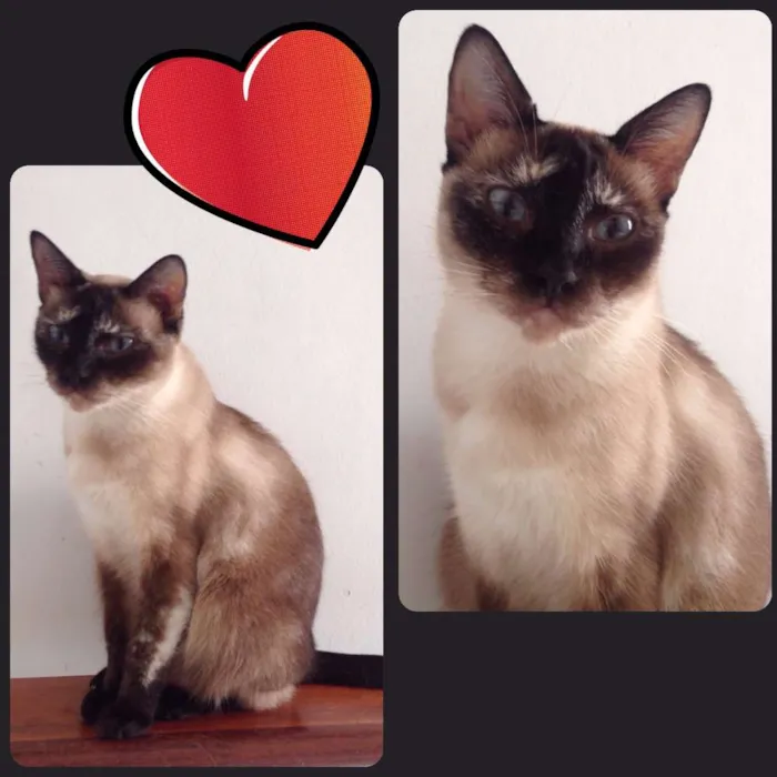 Gato ra a  idade 2 anos nome Julia