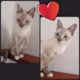 Deyse