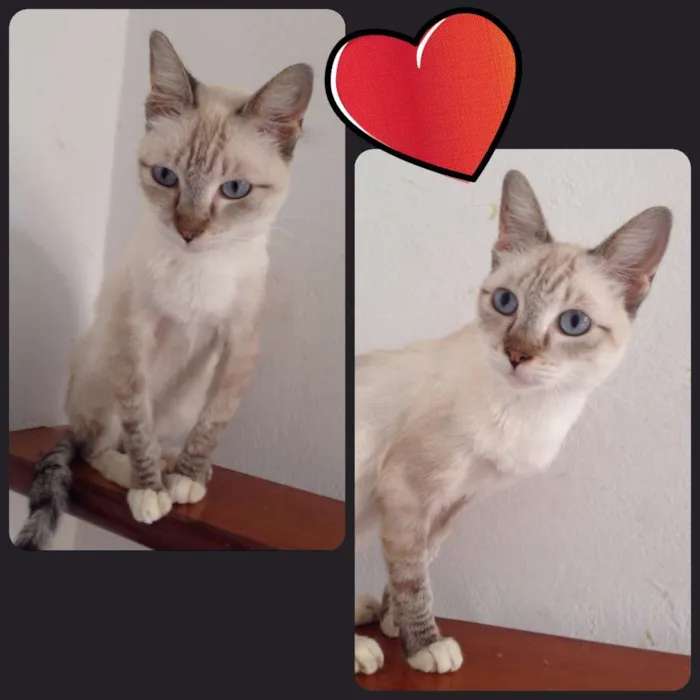 Gato ra a  idade 1 ano nome Deyse