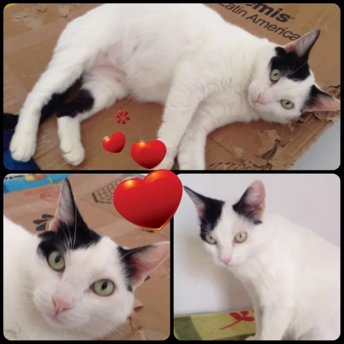 Gato ra a  idade 2 anos nome Kiara