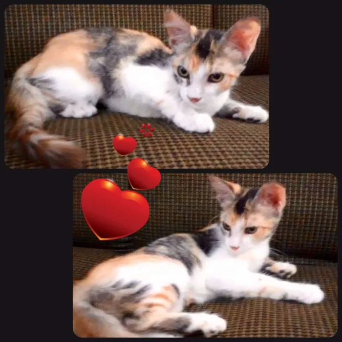 Gato ra a  idade 2 a 6 meses nome Sem nome