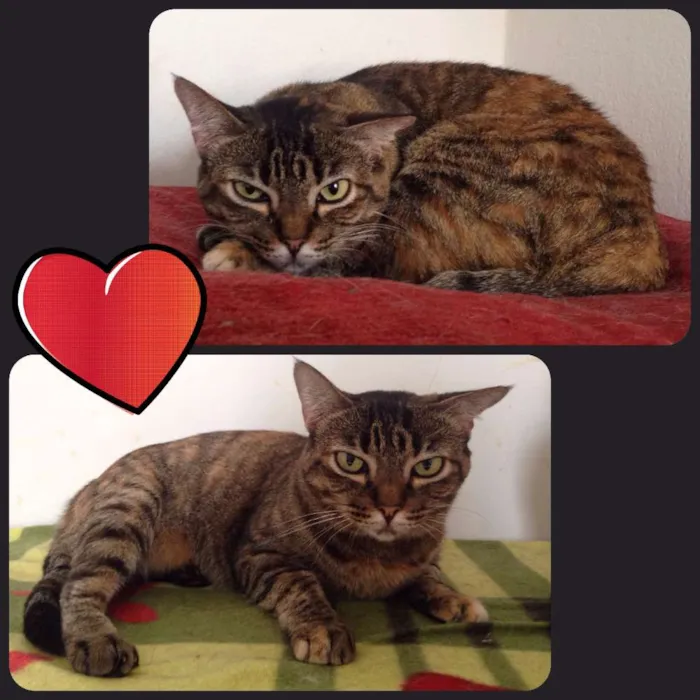 Gato ra a  idade 1 ano nome Zoiuda