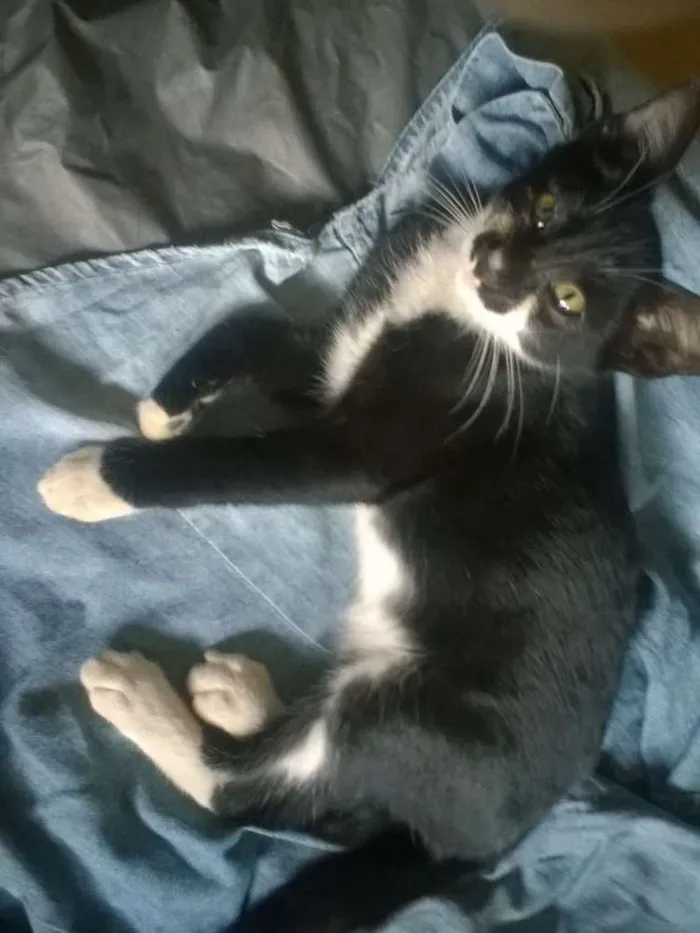 Gato ra a viralata idade 2 a 6 meses nome varios