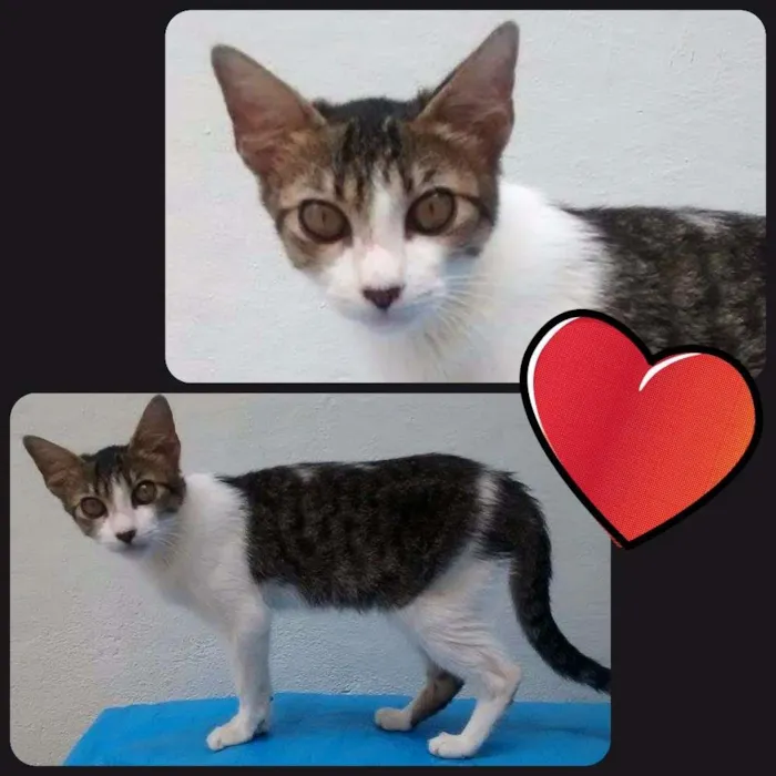 Gato ra a  idade 2 a 6 meses nome Sem nome