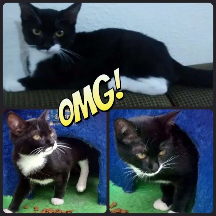 Gato ra a  idade 2 a 6 meses nome Sem nome