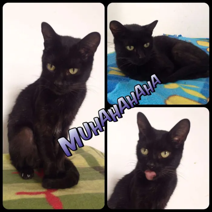 Gato ra a  idade 3 anos nome Fred