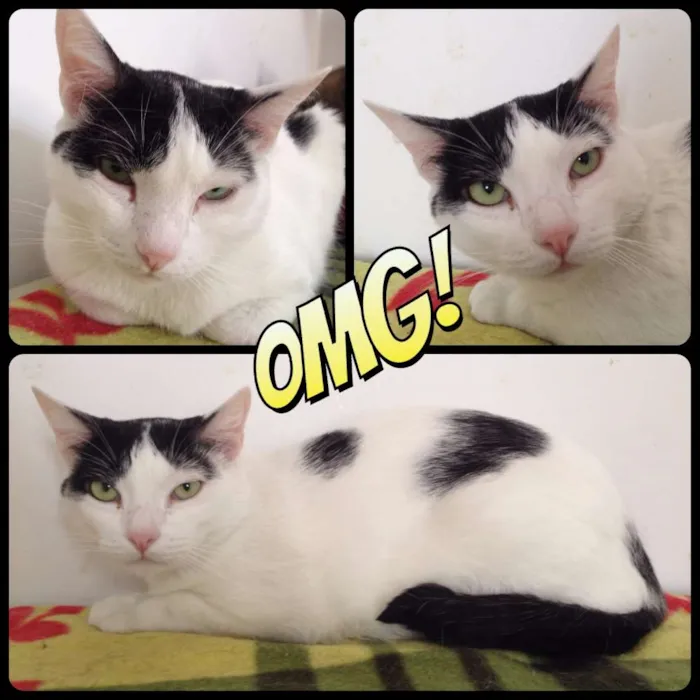 Gato ra a  idade 3 anos nome Jackson