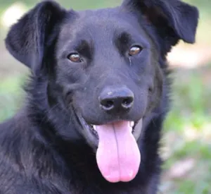 Cachorro raça SRD idade 2 anos nome BARACK, uma graça!