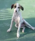Romeuzinho