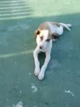 Romeuzinho