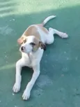 Romeuzinho