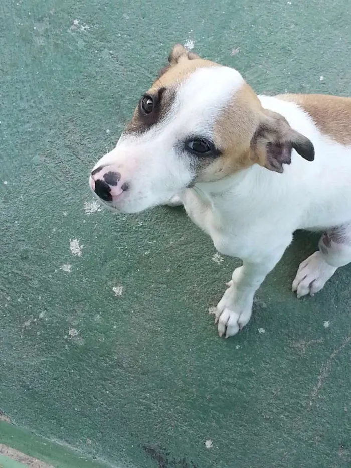 Cachorro ra a  idade 2 a 6 meses nome Romeuzinho